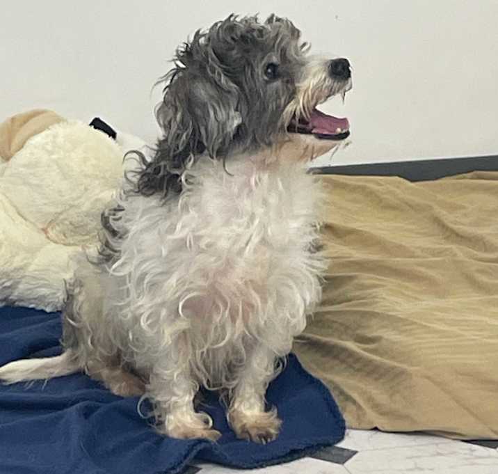 Photo of Bilbo