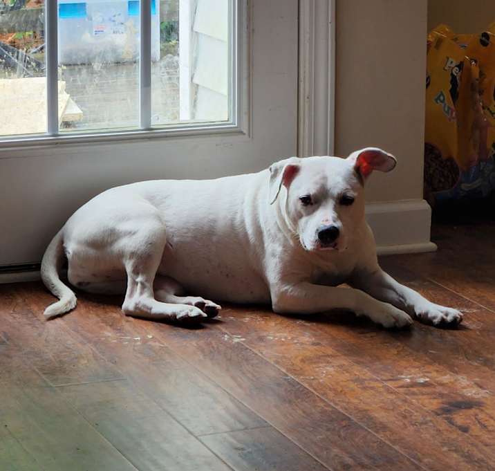 Photo of Petunia