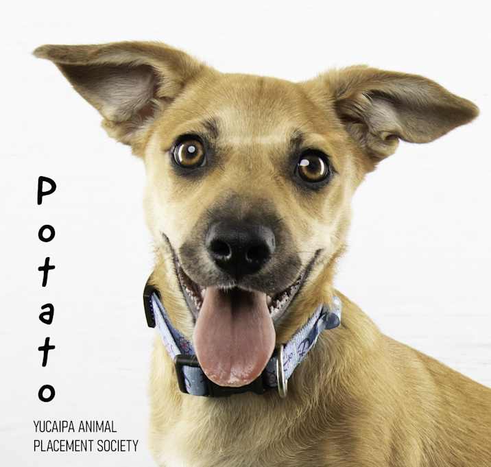 Photo of Potato