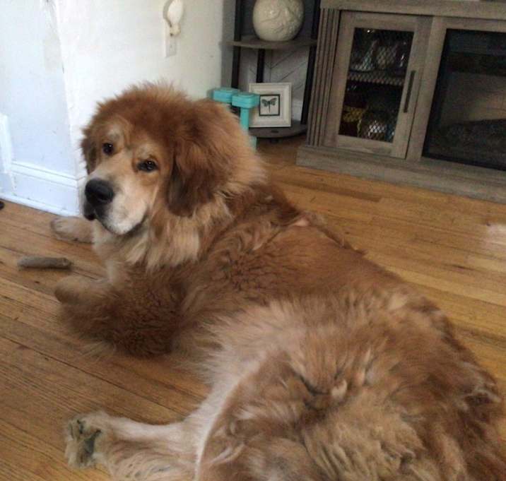 Photo of Bear