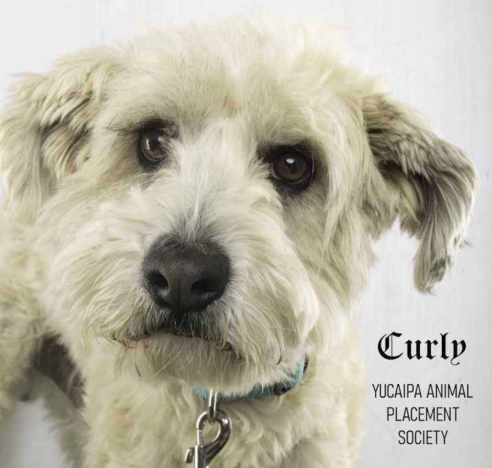 Photo of Curly