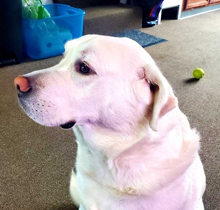 Photo of Duke