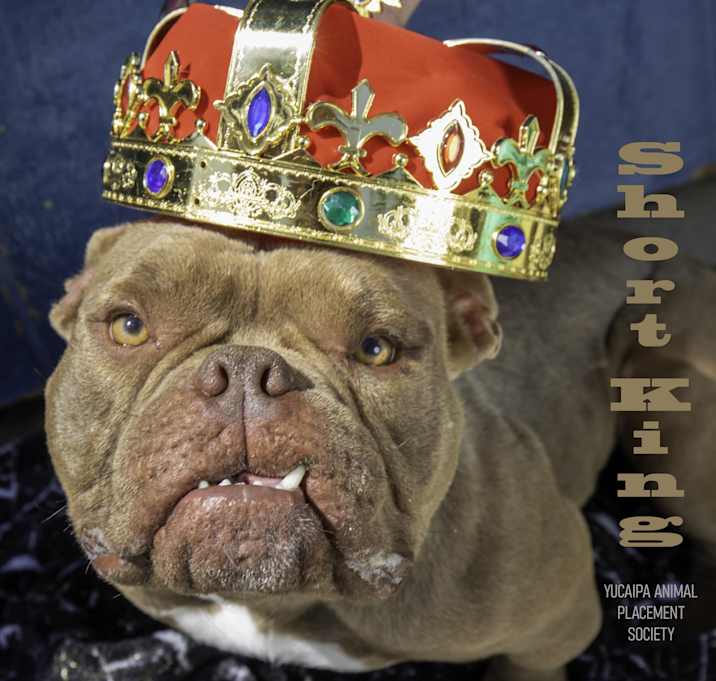 Photo of Short King