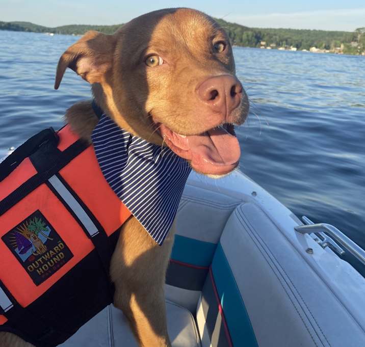 Photo of Odie