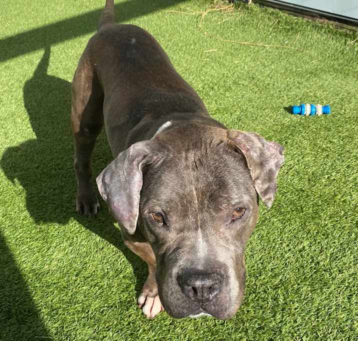 Photo of Rocco