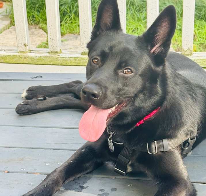 Photo of Apollo