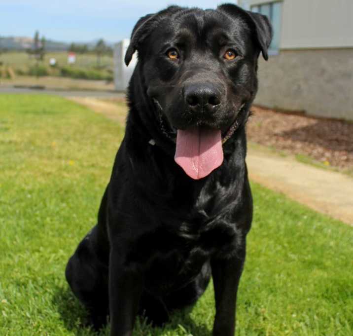 Photo of Ronin