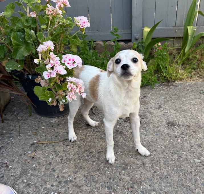 Photo of Rocky