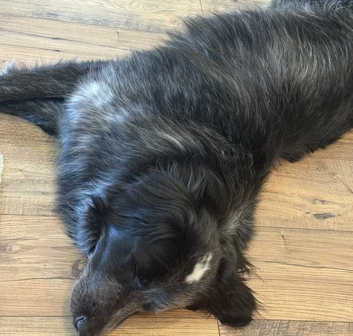 Photo of Romeo
