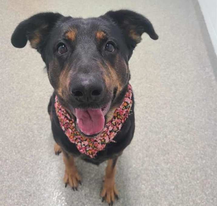 Photo of DIXIE