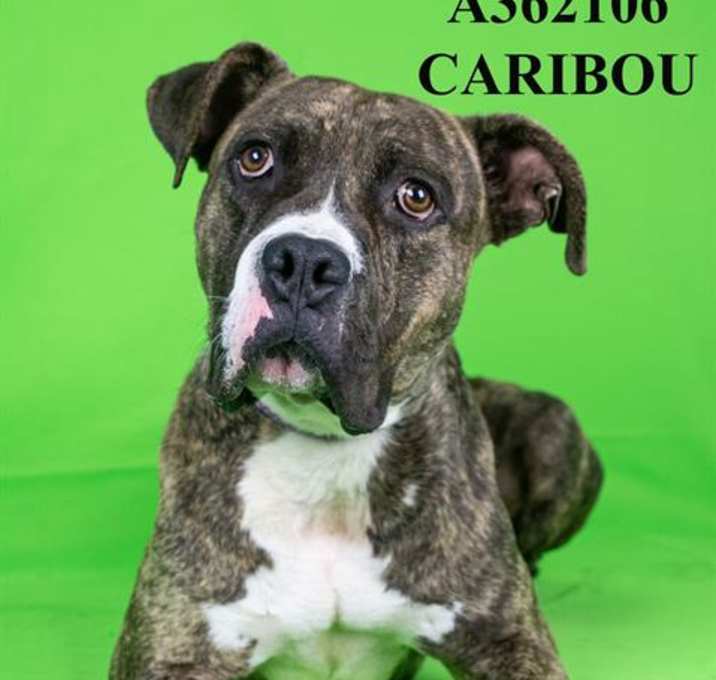 Photo of CARIBOU