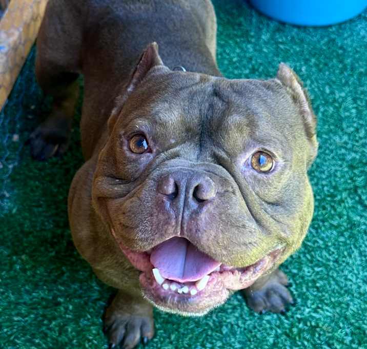 Photo of Bartholomew A2200706