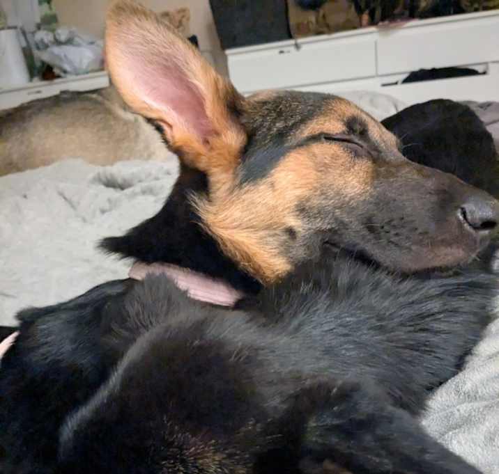 Photo of Brownie and blackie