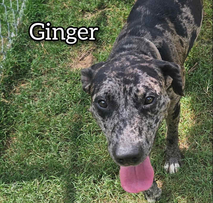 Photo of Ginger