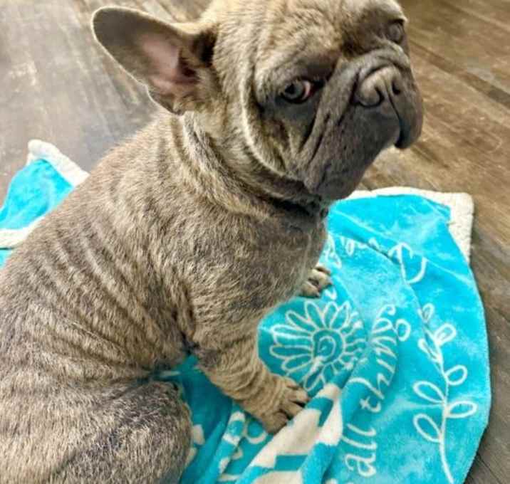 Photo of Wally - Adoption Pending