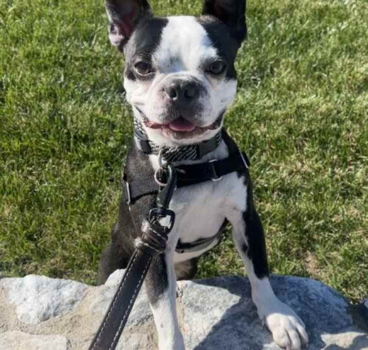 Photo of Sweet Pea