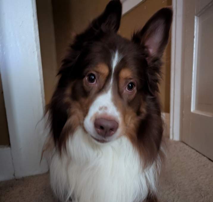 Photo of Augie