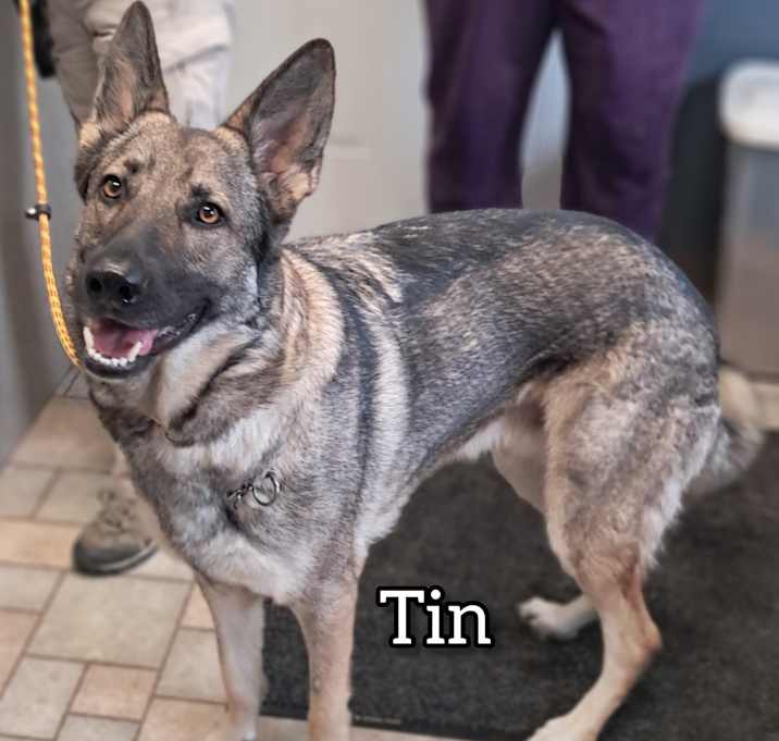 Photo of Tin