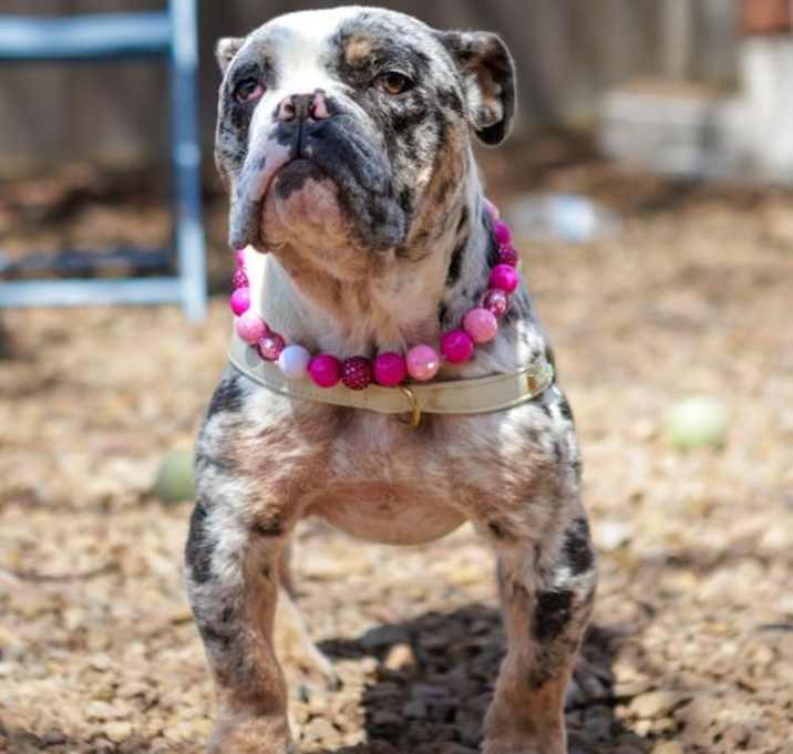 Photo of Juliet
