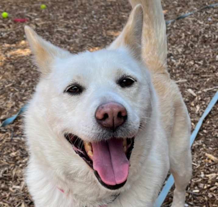 Photo of Priya *Located in Foster