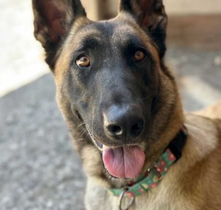 Photo of Canela 303788