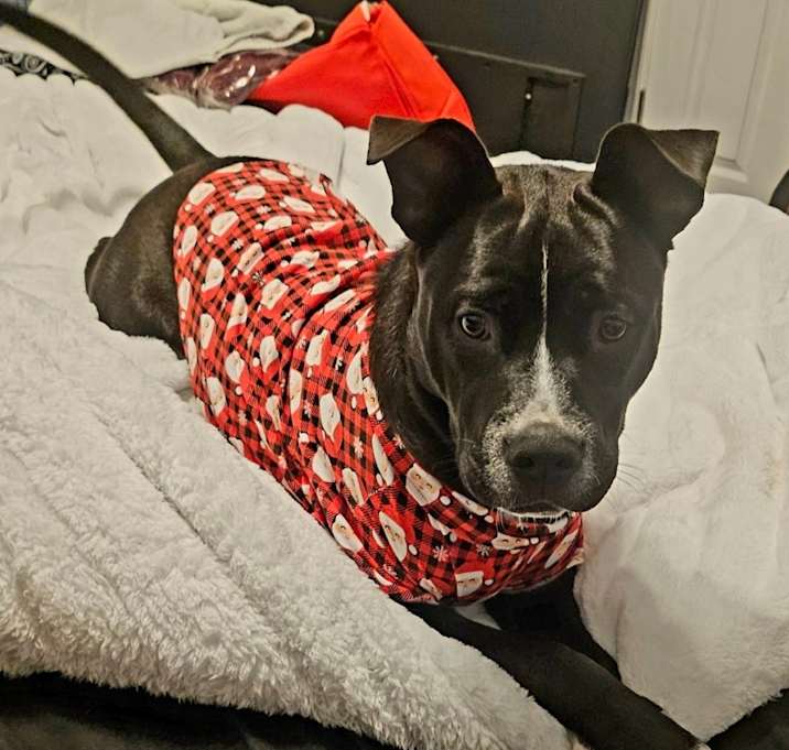 Photo of Luna