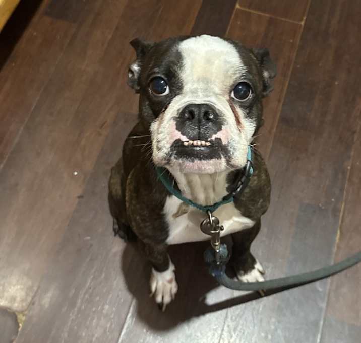 Photo of Buddy