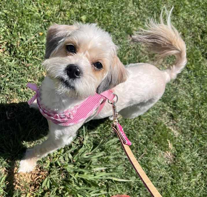 Photo of Nala