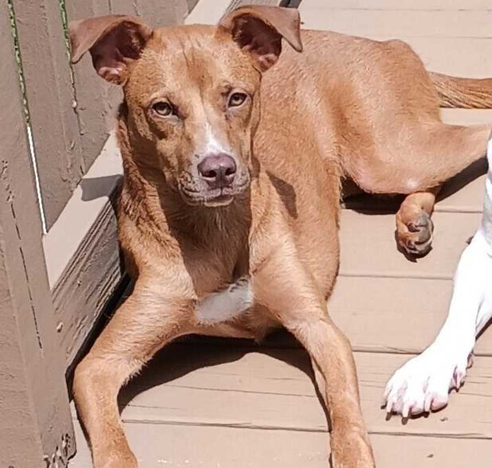 Photo of Lil Red