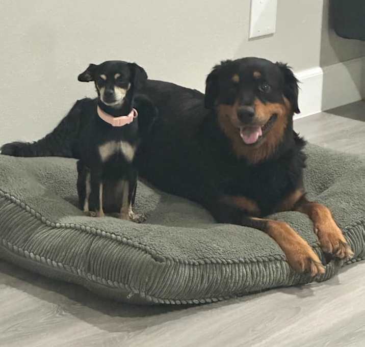 Photo of Chula and Bella