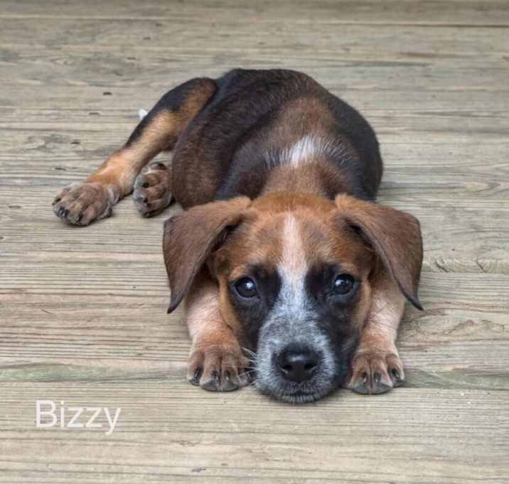 Photo of Biz