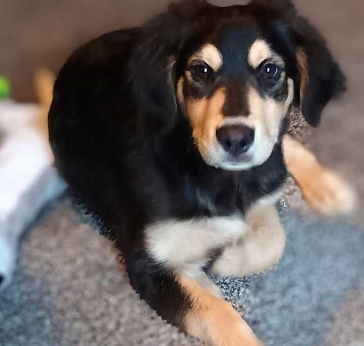 Photo of Buster