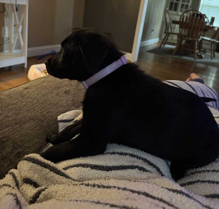 Photo of Lulu