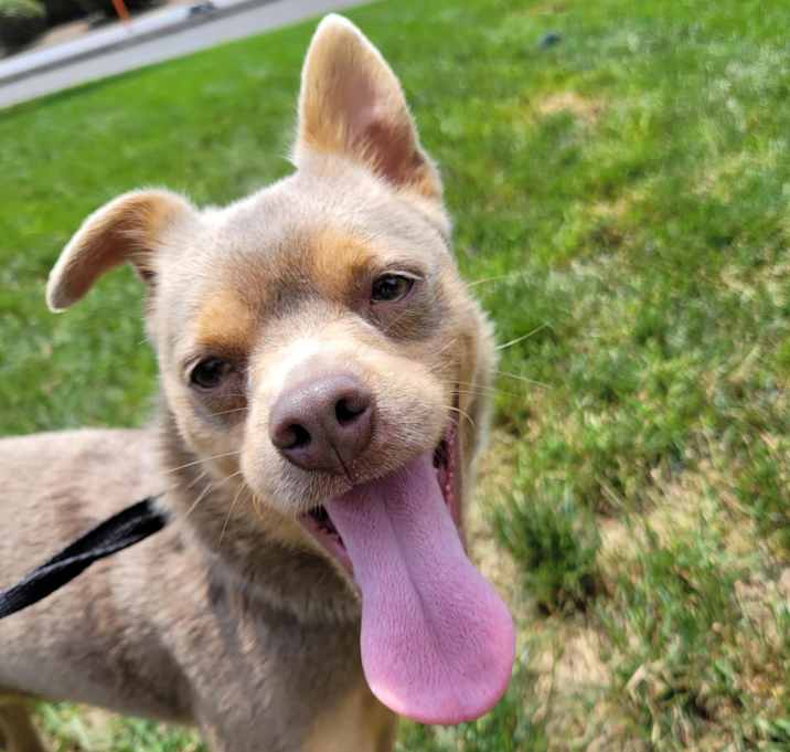 Photo of Rocco