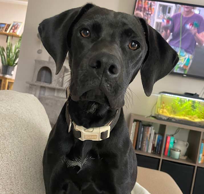 Photo of Sadie