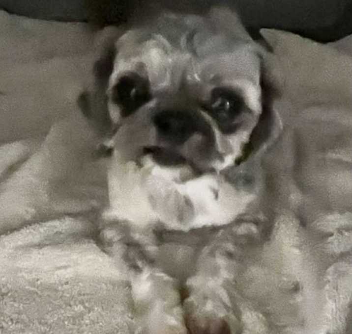 Photo of Lou Lou