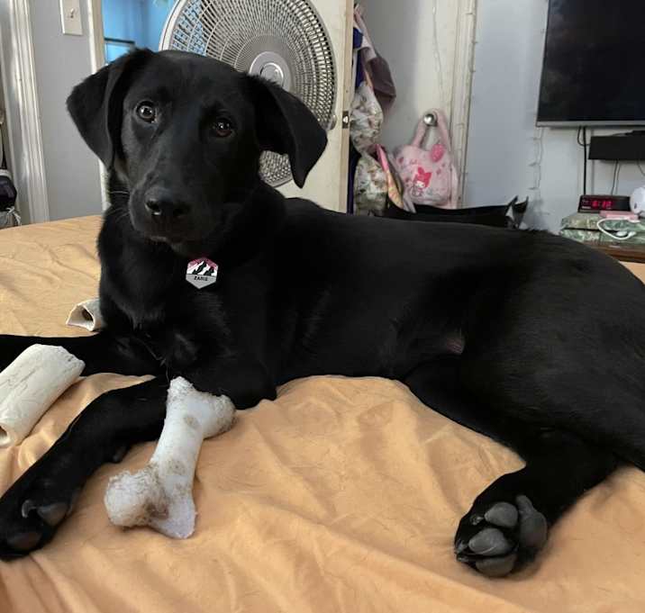 Photo of Zadie
