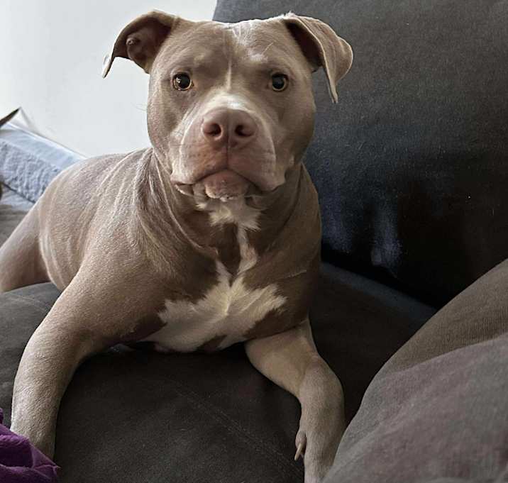 Photo of Dax