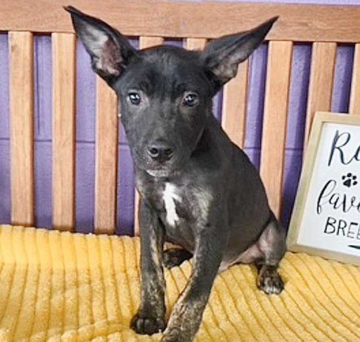 Photo of **LEVI**