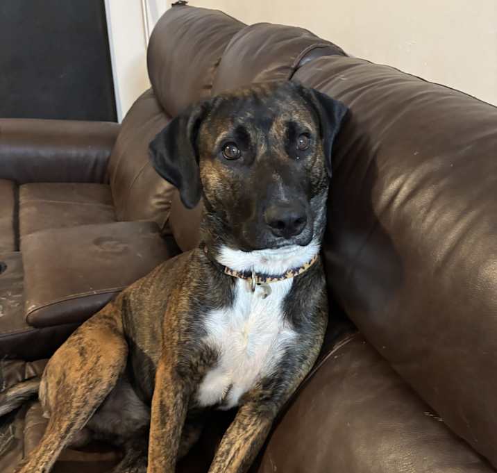 Photo of Bandit