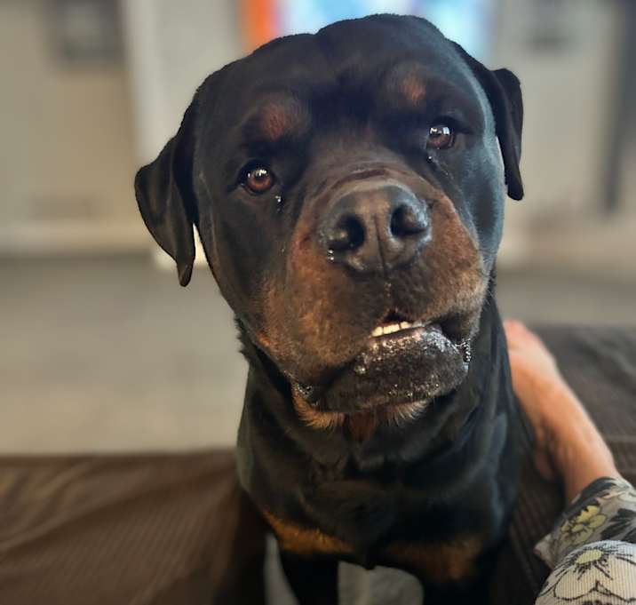 Photo of Beau