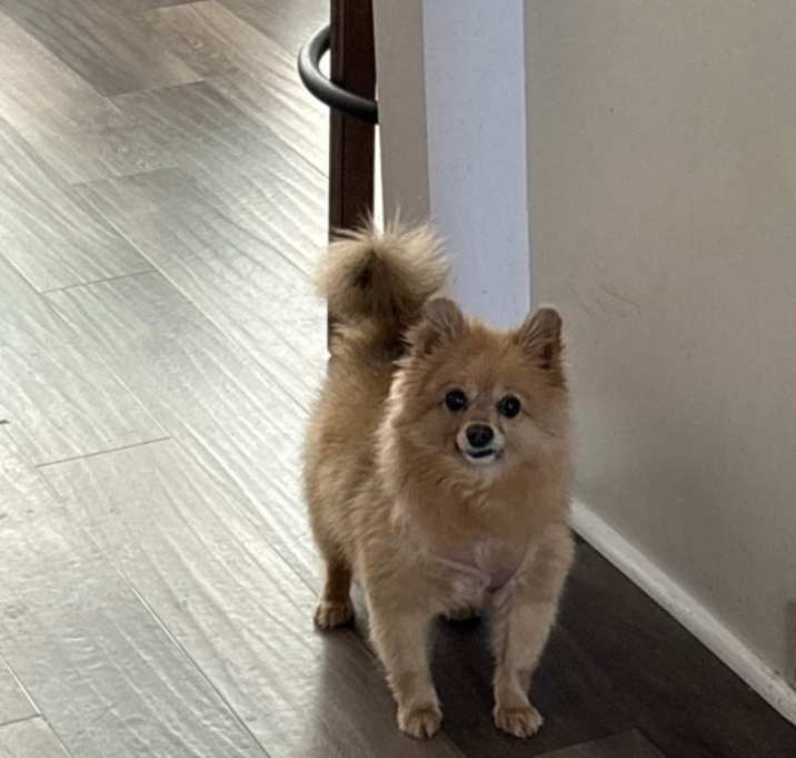 Photo of Poopzie