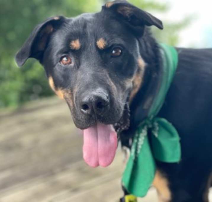 Photo of Lotus (Loki)