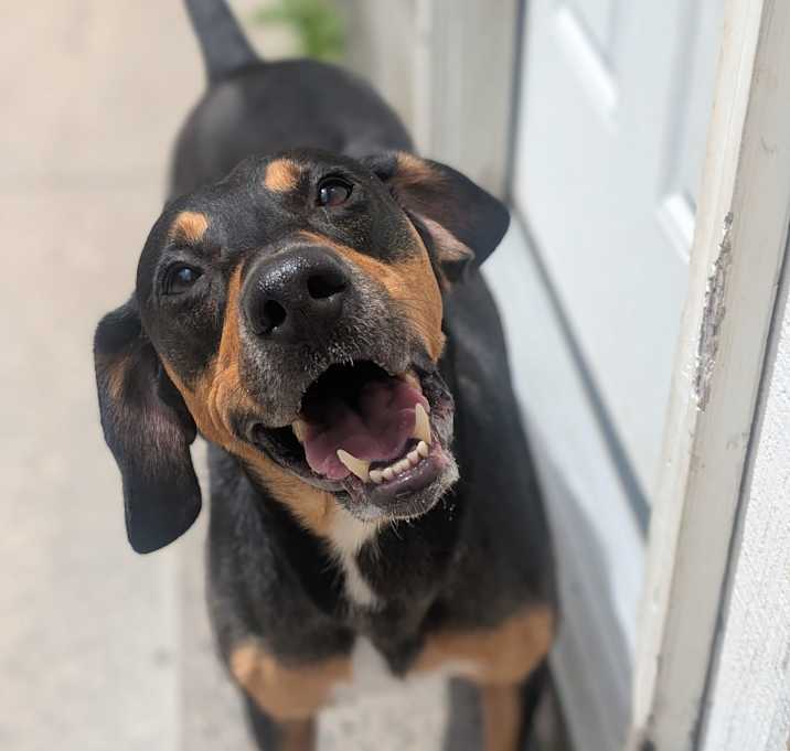 Photo of Jinx