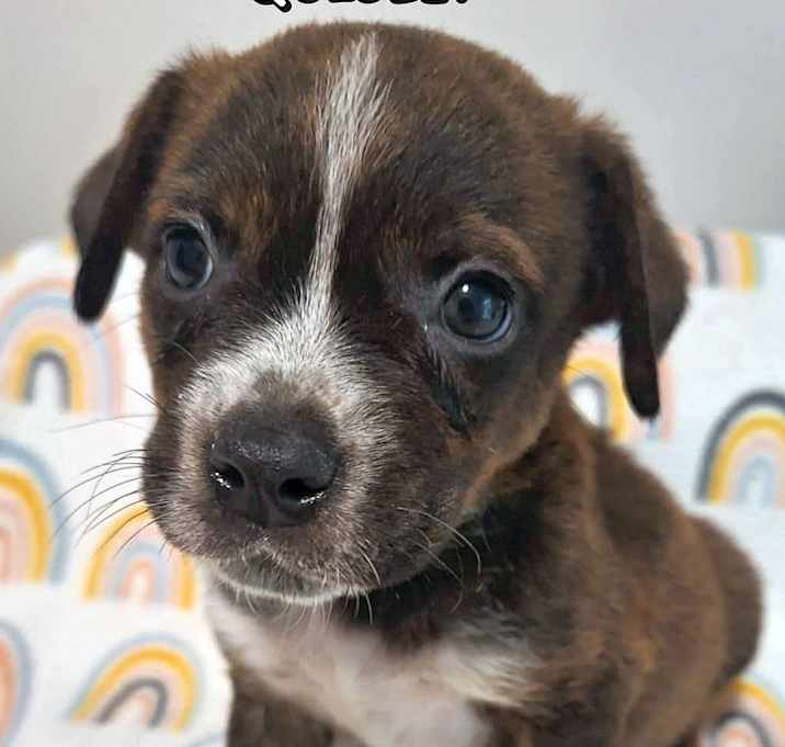 Photo of Quigley