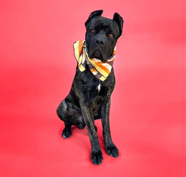 Photo of Rufus-ADOPT Me!