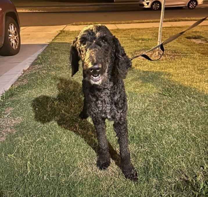 Photo of Coal(black poodle)