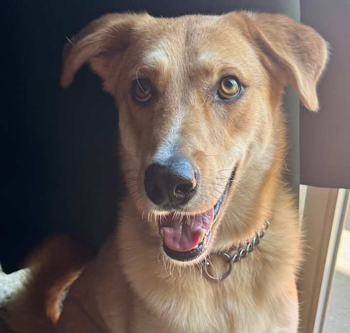 Photo of Peaches