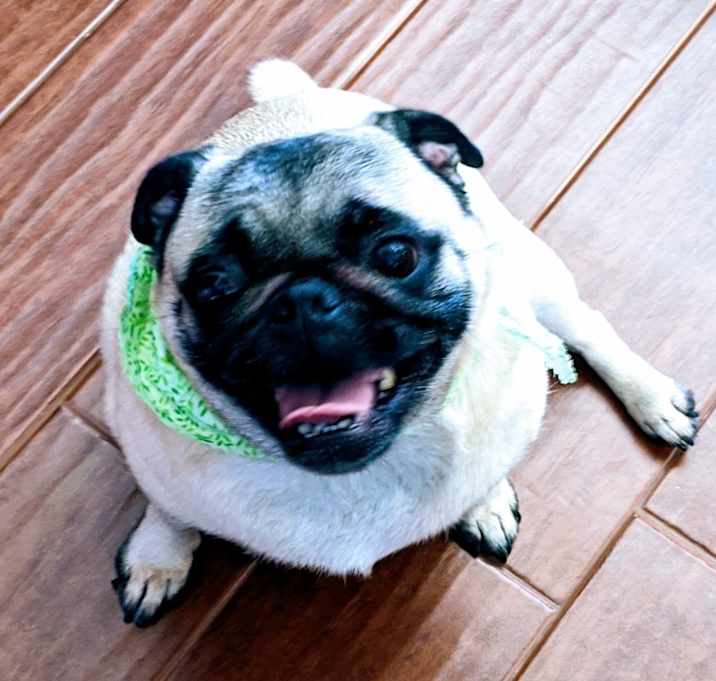 Photo of Latte
