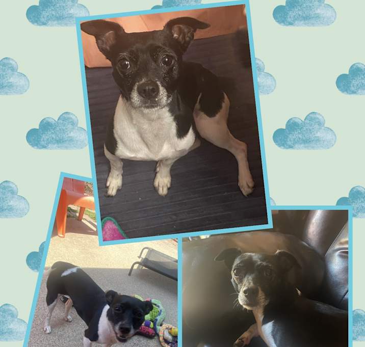 Photo of Maverick